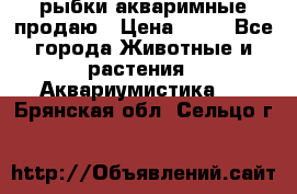 рыбки акваримные продаю › Цена ­ 30 - Все города Животные и растения » Аквариумистика   . Брянская обл.,Сельцо г.